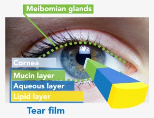 Aqueous Human Eye Many Pictures Png Aqueous Png Human - Primal Halloween Contacts Vampire/dracula Red Eyes