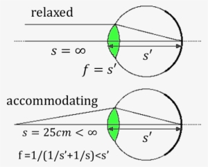 This Diagram Shows Human Eye Can Focus Objects - Human Eye Ray Diagram