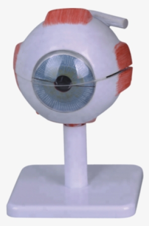 3times Enlarged ,plastic Human Eye Anatomy Model - Human Eye