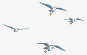 Flying Bird Png Transpa Images Pluspng - Birds Flying Png Hd