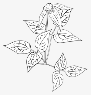 Western Blue Virginsbower Coloring Page Svg Clip Arts