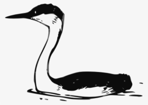 Western Grebe Svg Clip Arts 600 X 426 Px