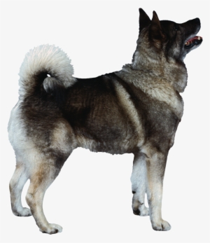 Dog Png - Norwegian Elkhound