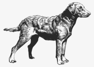 Labrador Retriever Clipart Hunting Dog - Chesapeake Bay Retriever Logo