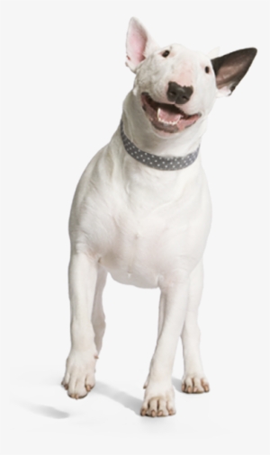Prescribe A Comfortable Spay/neuter Recovery With Onsior - Smiling Dog Png