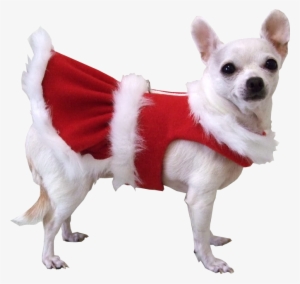 Christmas Dog Transparent Background