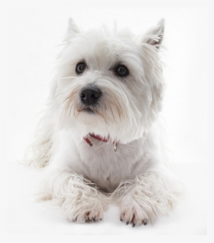 Small White Dog - White West Highland Terrier Dog Portrait Journal: 150