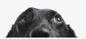 Vetrax® Helps Veterinarians Maximize The Effectiveness - Dog Stock