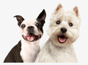 Donate Make A Difference - Pet On Dating App