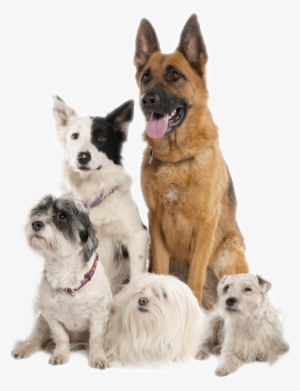 Indoor Playroom When The Weather Doesn't Allow Your - Group Of Dogs Transparent