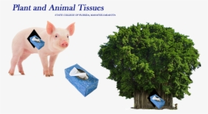 Tissues - Fw - Save Paper Save Environment