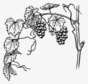 Grapes Vine Clipart - Vine And The Branches