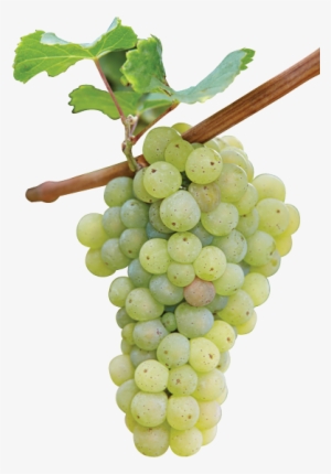 The Misunderstood Grape Ripe Riesling White Vine Grape - Riesling Grape