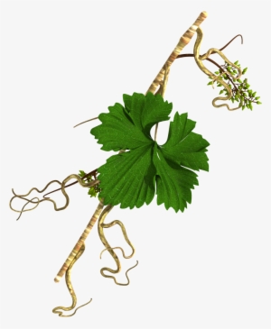 Grape Vine In Diagonal Alignment - Grapevine Stems Png