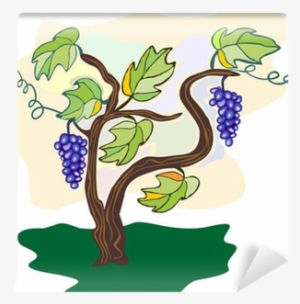 Grape