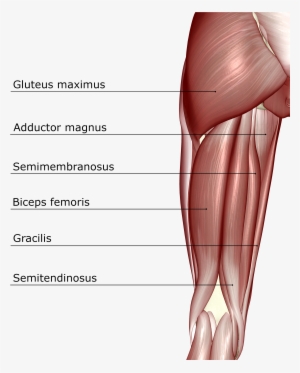 Anatomy 101 - - Hamstring Muscles
