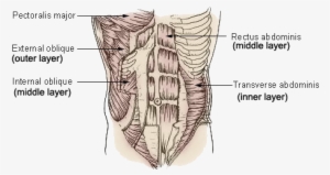 The Three Layers Of Muscles In The Abdomen - Muscles Do Bicycle Crunches Work