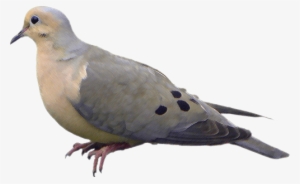 Dove