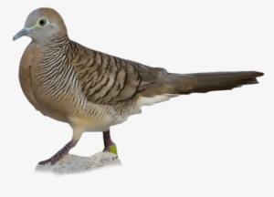 American Mourning Dove