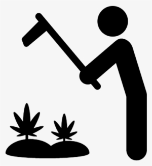 Marijuana Plantation Vector