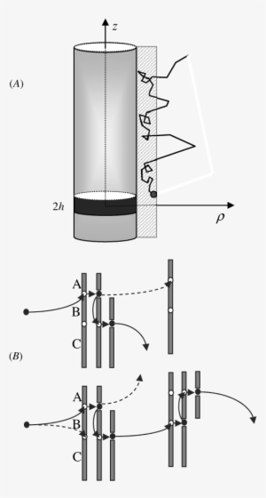 The Black Strip With Height 2h On The Dna Surface Is - Diagram