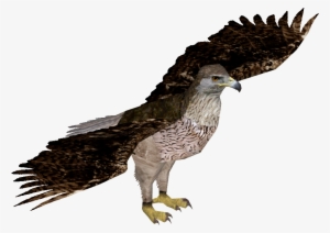 Bonelli's Eagle - Zt2 Bald Eagle