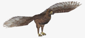 Haast's Eagle