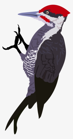 Woodpecker Png
