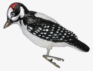 Hairy Woodpecker