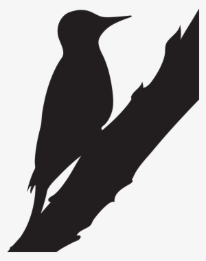 Silhouette Northern Flicker