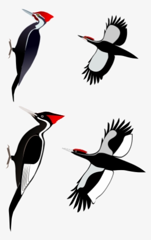 A Comparison Of The Ivory-billed Woodpecker With The - Ivory Billed Woodpecker