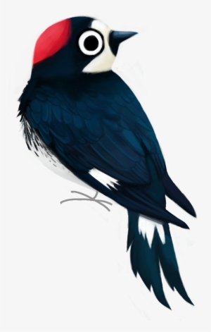 “acorn Woodpecker Melanerpes Formicivorus - Acorn Woodpecker