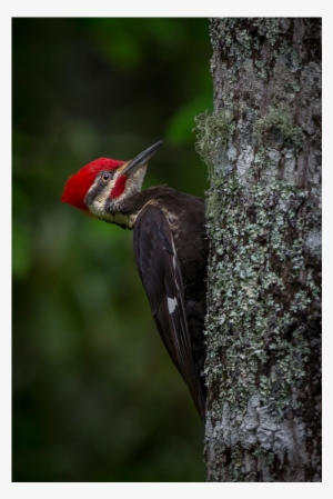 Pileated Woodpecker