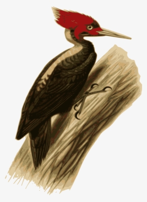 Big Image - Cream-backed Woodpecker