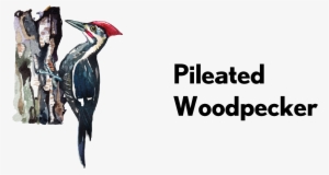 Pileated Woodpecker-01 - Ivory-billed Woodpecker