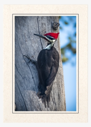 Pileated Woodpecker
