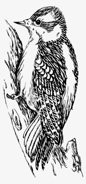 This Free Icons Png Design Of Woodpecker 4