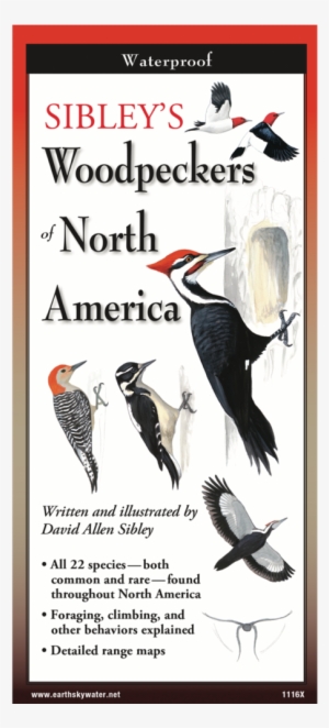 Sibley's Woodpeckers Of North America Folding Guide