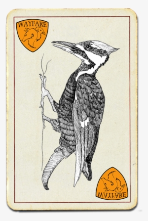 Woodpecker - Ivory-billed Woodpecker