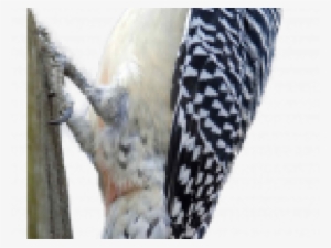 Woodpecker Png Transparent Images - Red Bellied Woodpecker