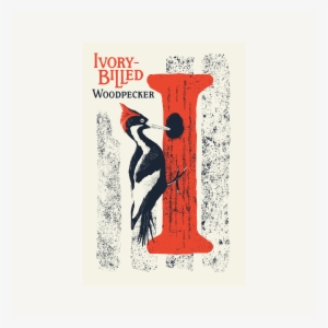 Ivory-billed Woodpecker