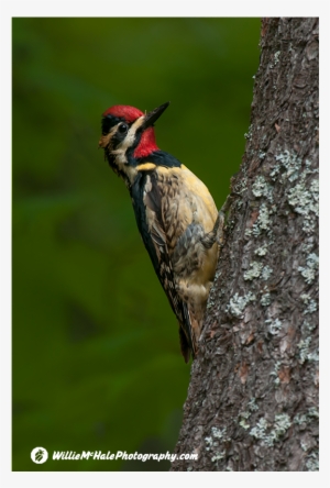 Woodpeckers - Leuconotopicus