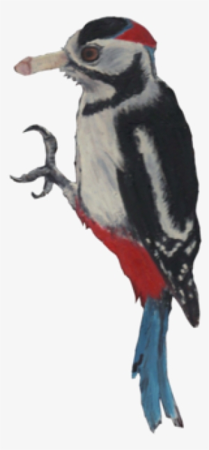 Woodpecker - - Leuconotopicus