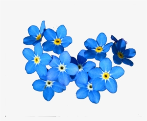 Forget Me Nots Png