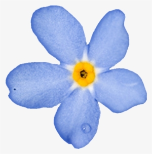 Forget Me Nots - Незабудка Пнг