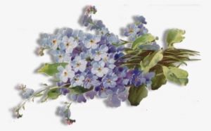Forget Me Not Png Free Download - Forget Me Nots Transparent
