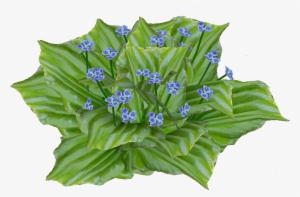 Chatham Island Forget Me Not - Cut Flowers