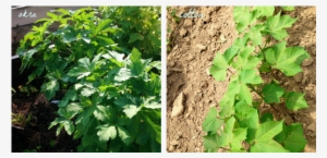 Okra And Cotton = Cousins - Okra