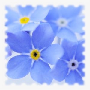 Forget Me Not - Forget Me Not Fund Logo