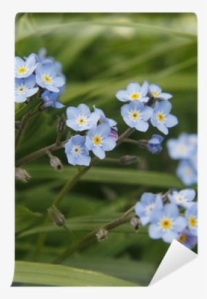 Alpine Forget-me-not